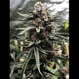 DETROIT RUNTZ X RASPBERRY BOOGIE 6ct FEMS ChiTown Seeds