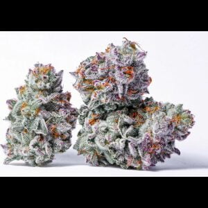 Blood Diamonds Ct Fems Plus Lit Farms Freebie Chitown Seeds