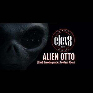 Alien Otto - 6 Seeds