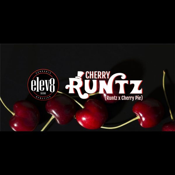 Cherry Runtz 6 Pack