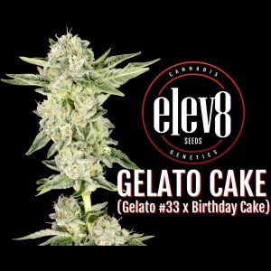 Gelato Cake 6 Pack