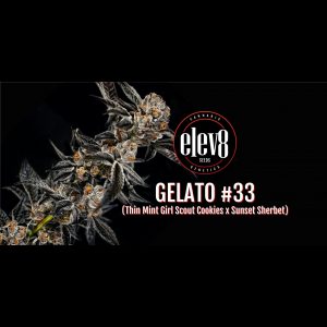 Gelato #33 6 Pack
