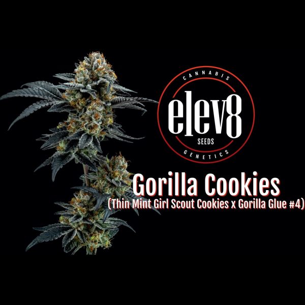 Gorilla Cookies 6 Pack