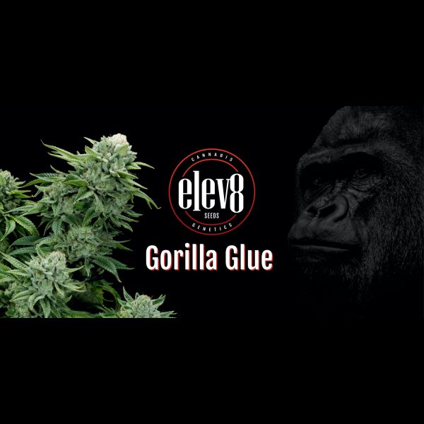 Gorilla Glue 6 Pack