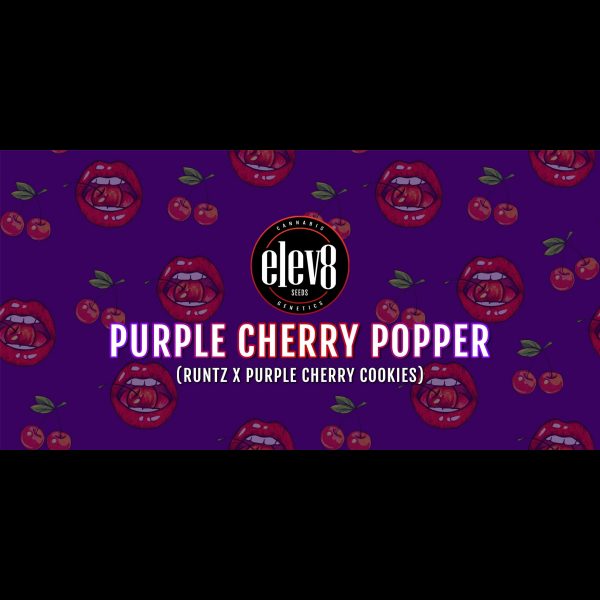 Purple Cherry Popper 6 Pack