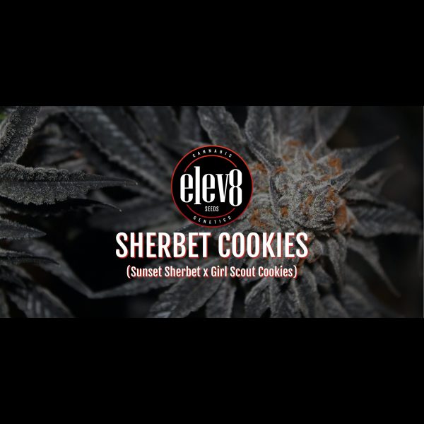Sherbet Cookies 6 Pack