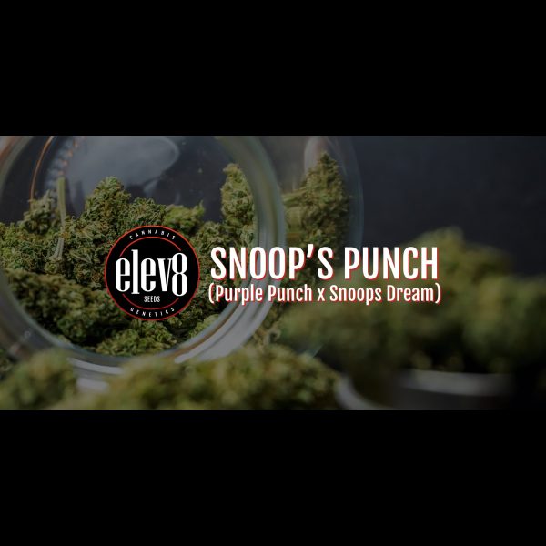 Snoop's Punch 6 Pack