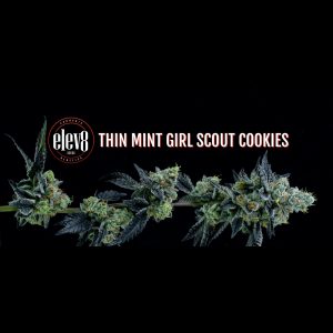 Thin Mint Girl Scout Cookies 6 Pack