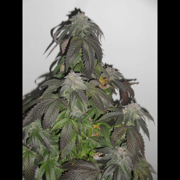 Island Punch Auto Flower - 6 Pack