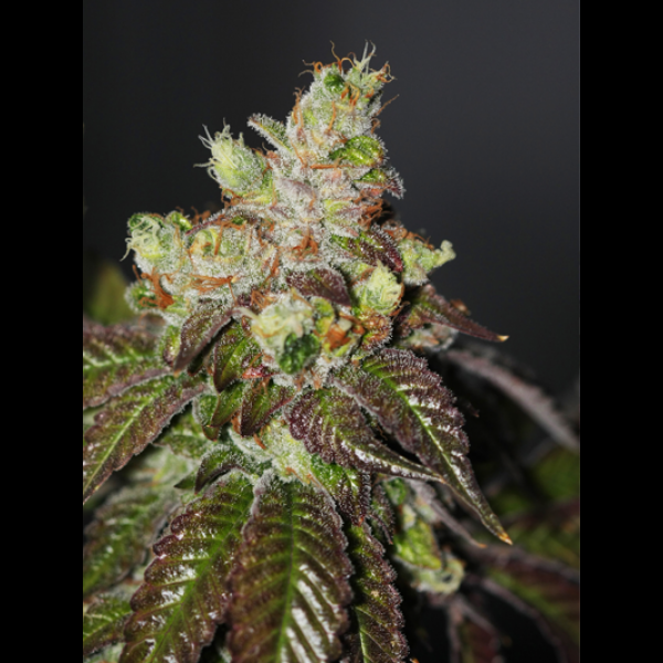 Island Punch Auto Flower
