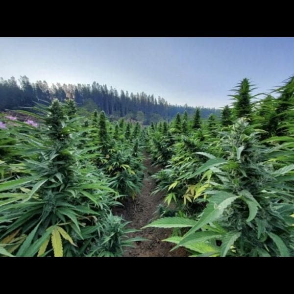 Humboldt Pound Cake ChiTown Seeds