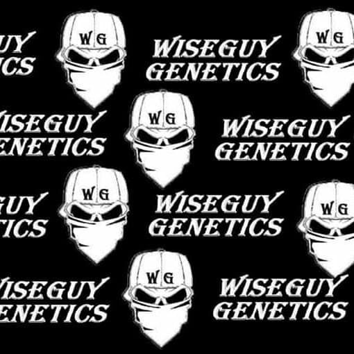 Wiseguy Genetics