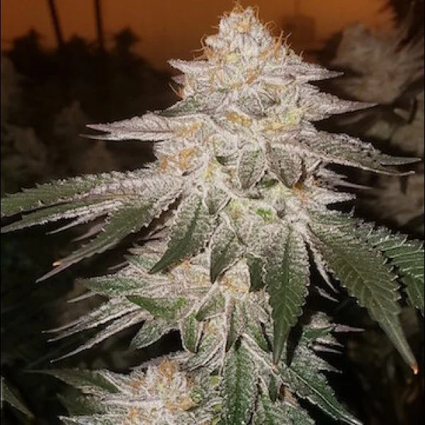 ETHOS GENETICS PINA AUTO RBX2