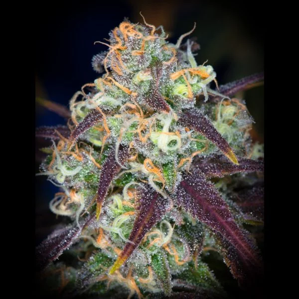 Pineapple Fields 12ct Regs