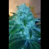 Clifford 12ct Regs