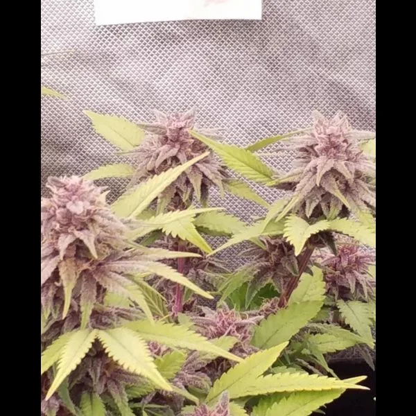 VENOM BERRY ZKITTLEZ REGS - Image 2