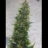Midnight Wedding Autoflower - Image 4