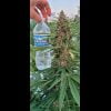Midnight Wedding Autoflower - Image 2