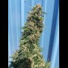 Midnight Wedding Autoflower - Image 3