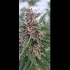 Midnight Wedding Autoflower