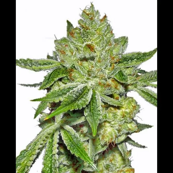 LEMON DIESEL FEMS