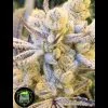 SUGAR CANE FEMS  PLUS Fem Freebie