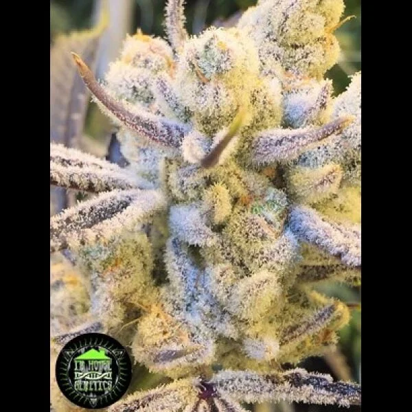 SUGAR CANE FEMS  PLUS Fem Freebie