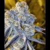 SUGAR CANE FEMS  PLUS Fem Freebie - Image 2