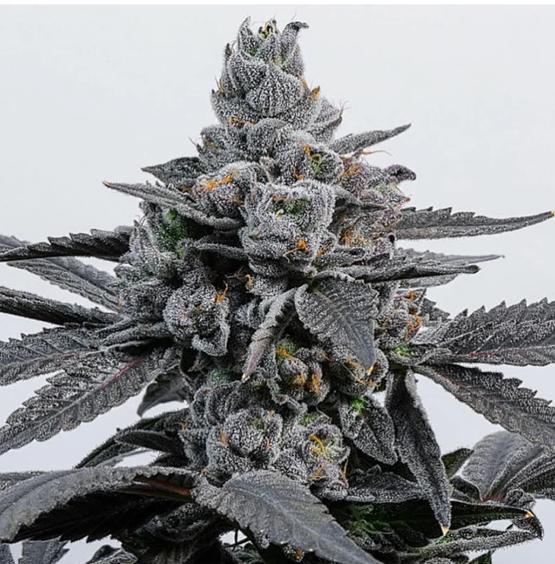 Lit Farms - ChiTown Seeds