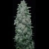 Glacial Guava 3 count fast fems GOAT Genetics - Image 2