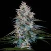 CHOCOLOPE KUSH REGS
