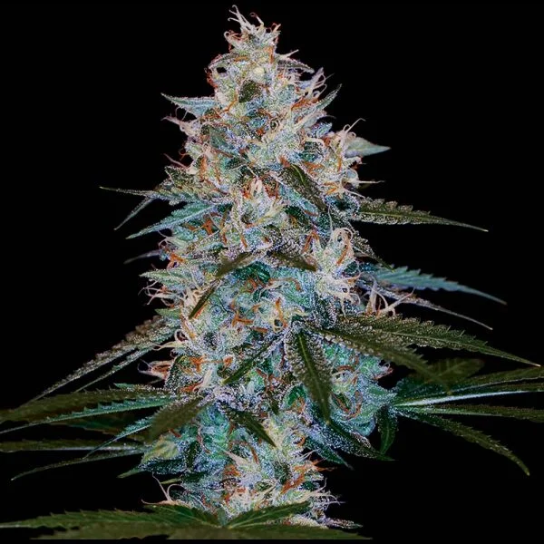 CHOCOLOPE KUSH REGS