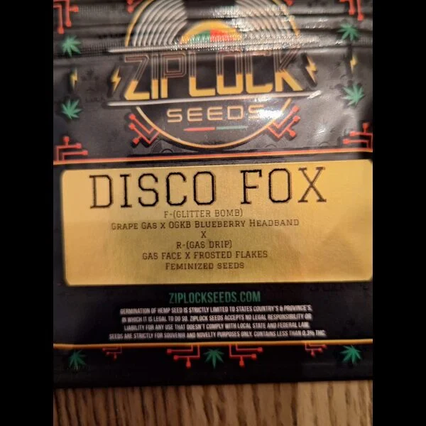 DISCO FOX 10+ct FEMS
