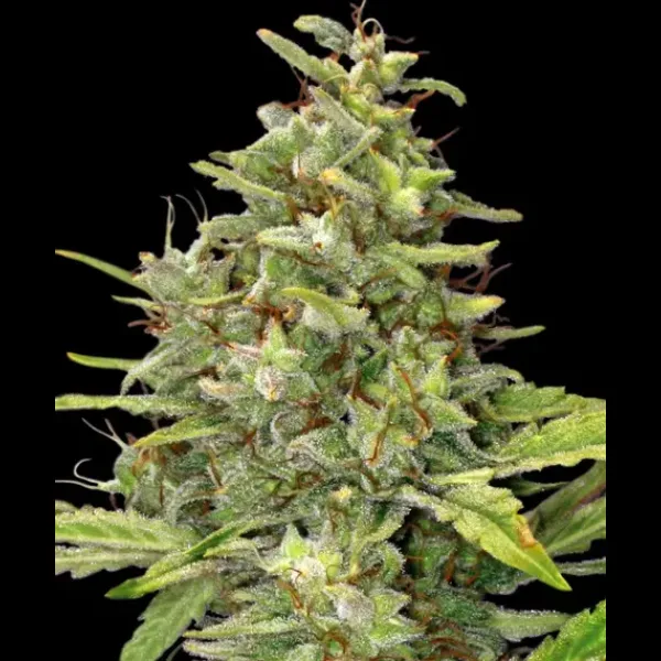 G13 HAZE FEMS - Image 4