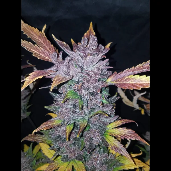 LSD-25 AUTOFLOWER PLUS FAST BUDS FREEBIE - Image 2