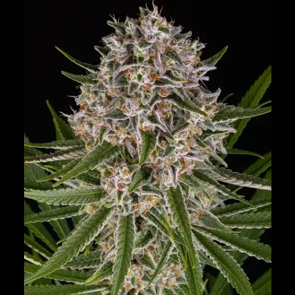 LEMON HAZE AUTOFLOWER