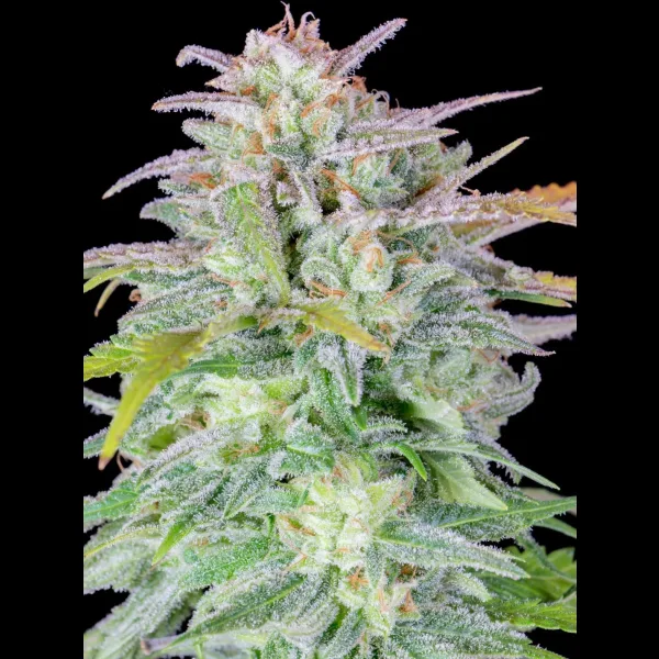 ORIGINAL AFGHAN KUSH AUTOFLOWER PLUS FAST BUDS FREEBIE