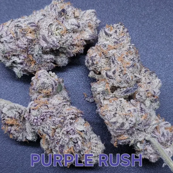 PURPLE RUSH FEMS PLUS INHOUSE FEM FREEBIE