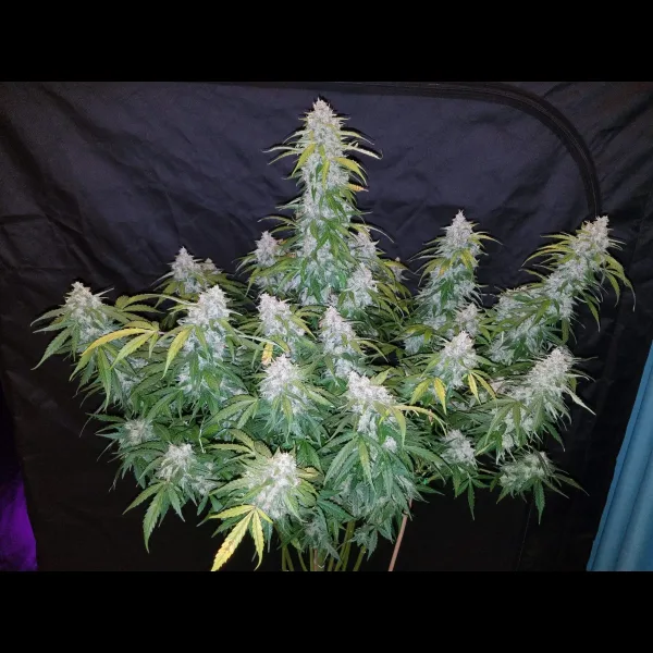 SIX SHOOTER AUTOFLOWER PLUS FAST BUDS FREEBIE - Image 2