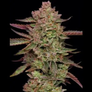 Breeder Cut Gazzurple Clones Plus $25 shipping