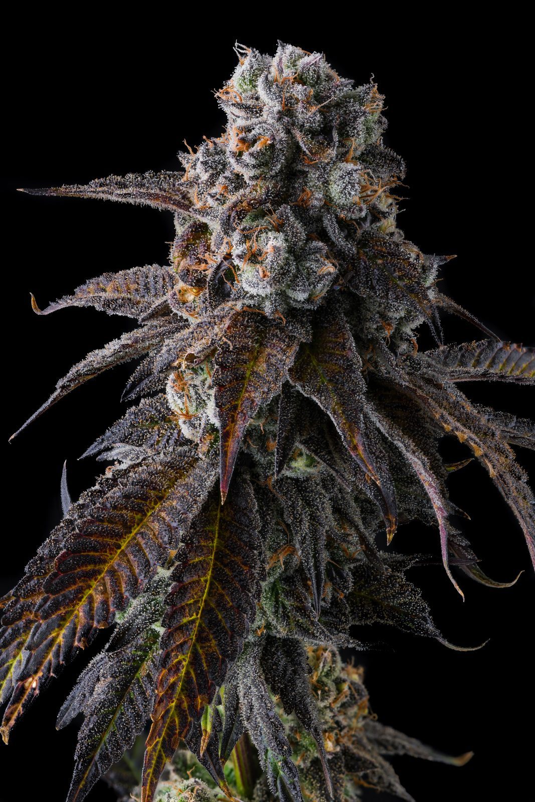 Dulce Dreams Fema