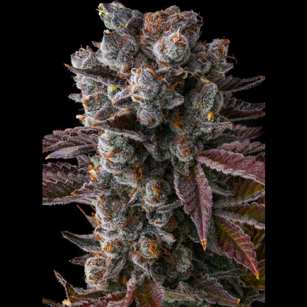 Hawaiian Sunkist Fems - Image 3