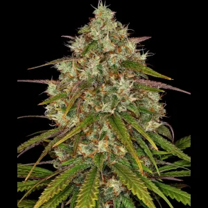 Liberty Haze Fems