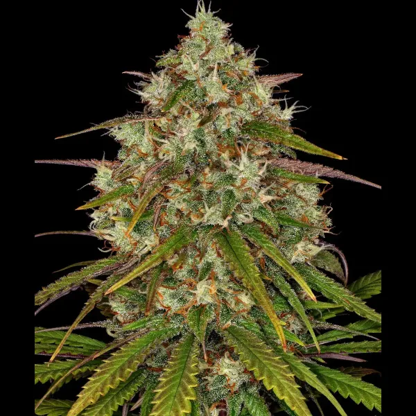 Liberty Haze Fems