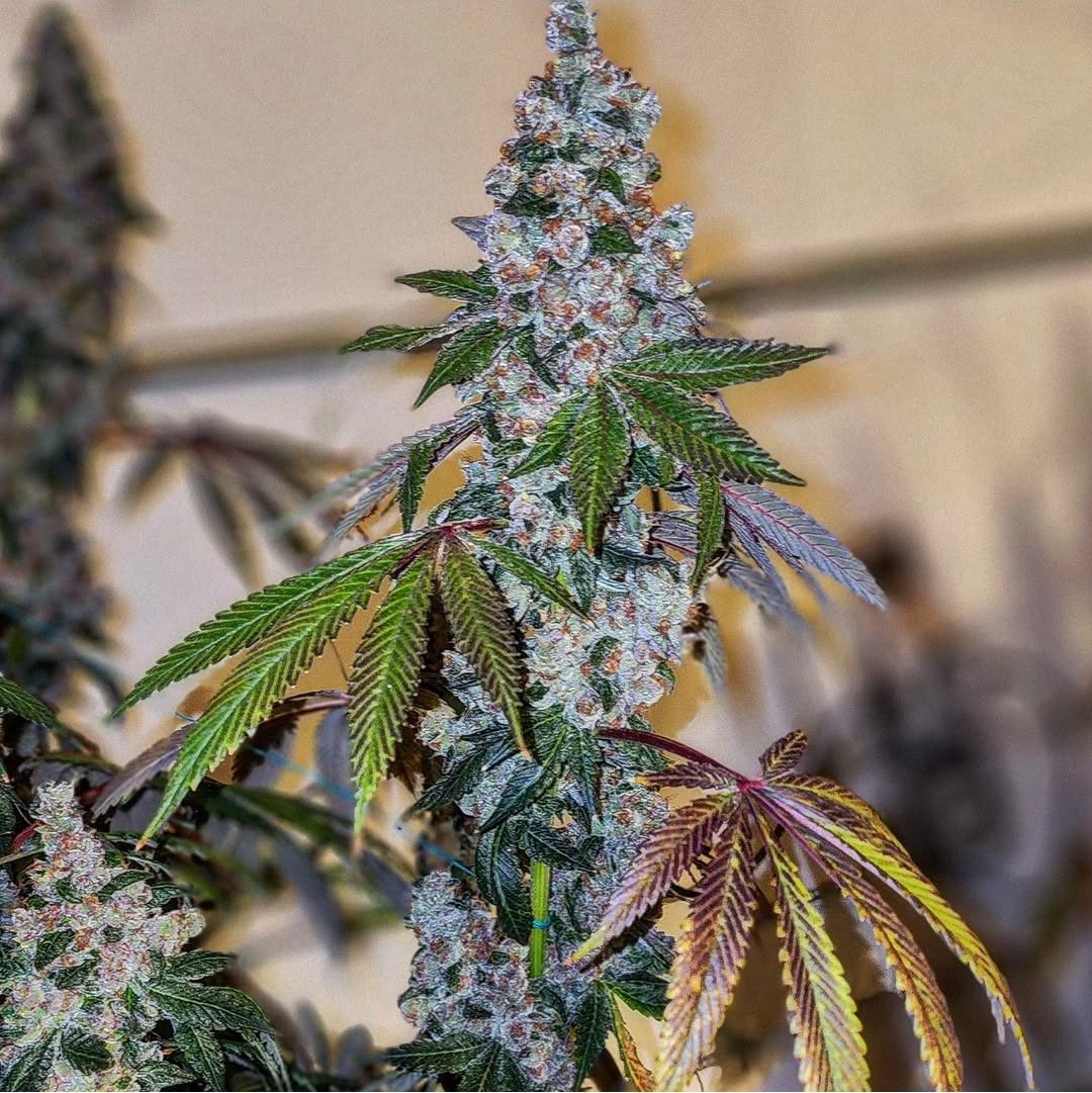 CHERRY PIE OG S1 FEMS