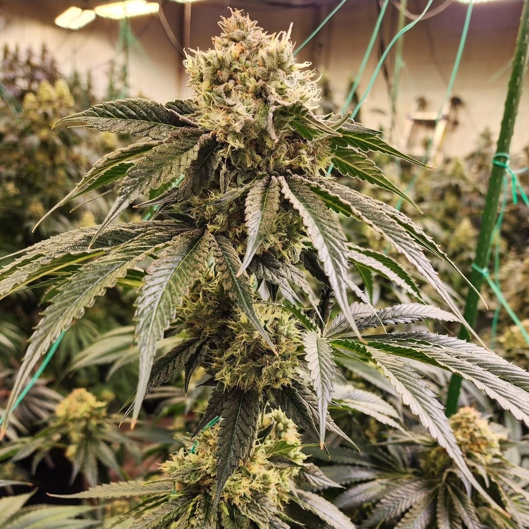 DIRTY BANANA GEN 1 FEMS
