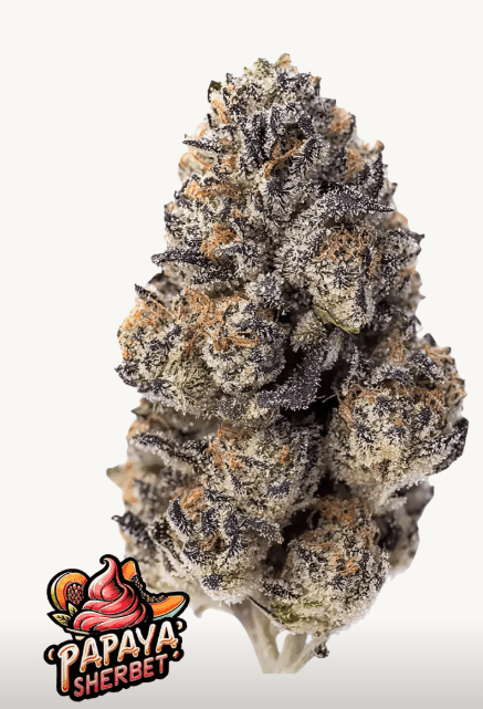 PAPAYA SHERBERT FEMS PLUS FAST BUDS FREEBIE