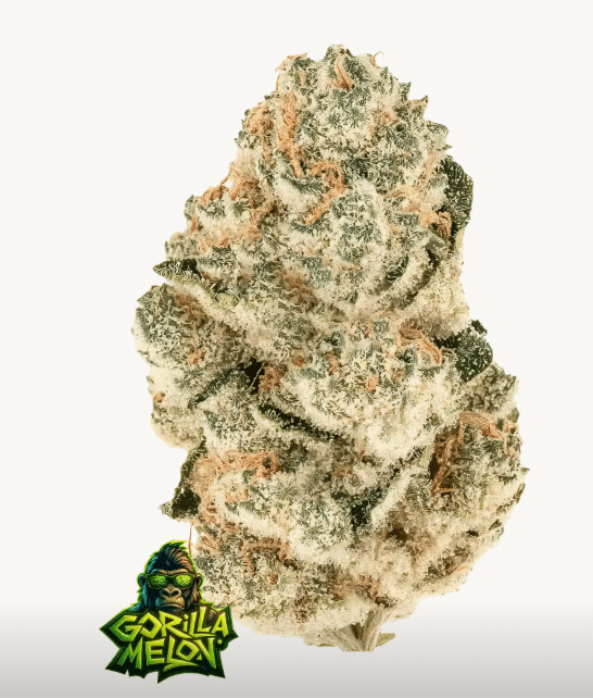 GORILLA MELON FEMS PLUS FAST BUDS FREEBIE