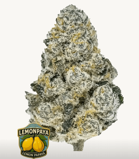 LEMON PAPAYA FEMS PLUS FAST BUDS FREEBIE