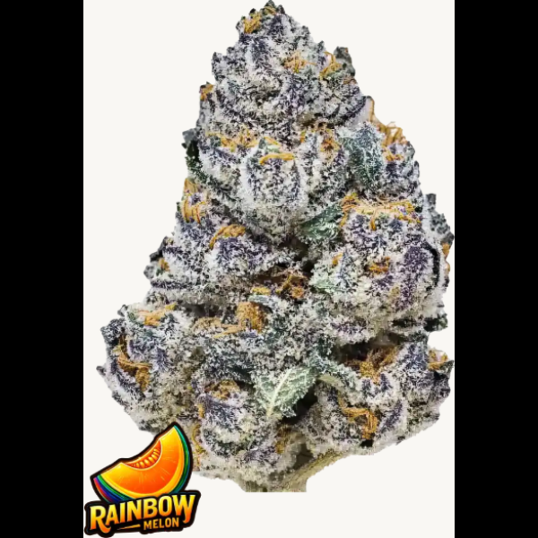 RAINBOW MELON FEMS PLUS FAST BUDS FREEBIE